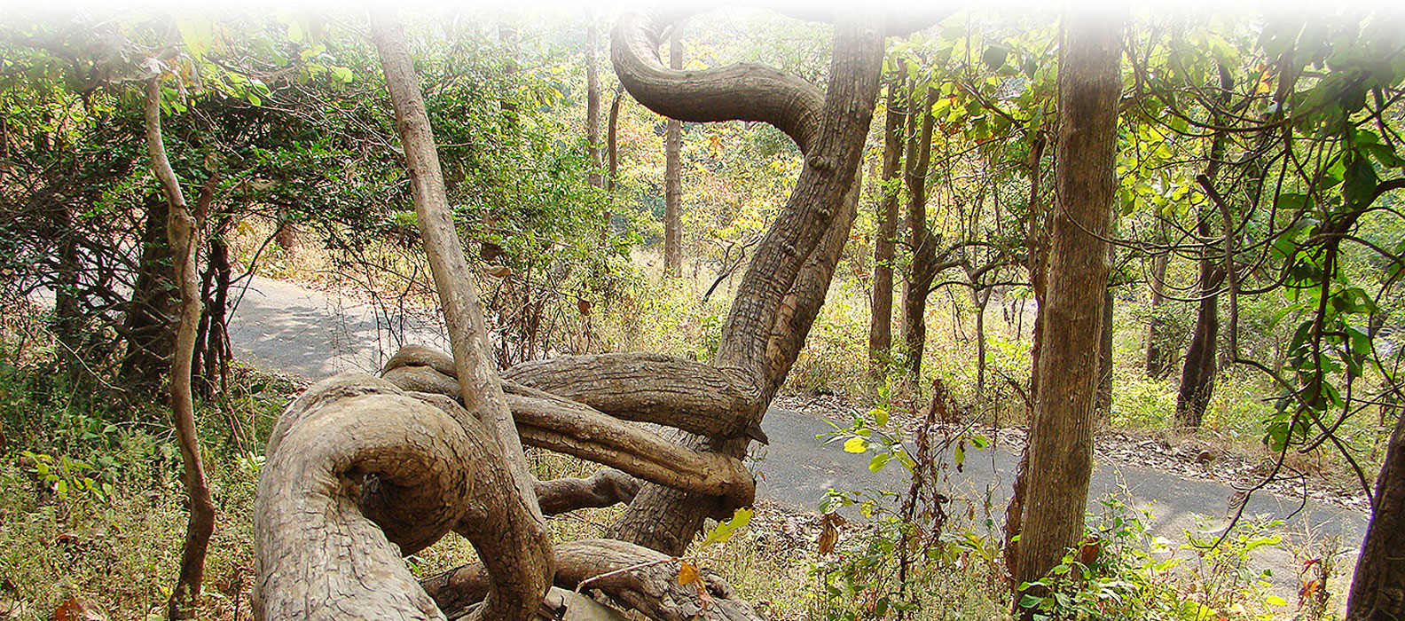 Nature Trails